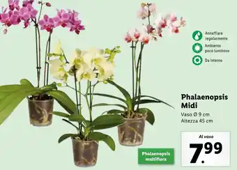 Lidl Phalaenopsis Midi offerta