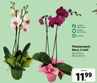 Lidl Phalaenopsis Maxi, 2 steli offerta