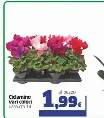 Sigma Ciclamino Vari Colori