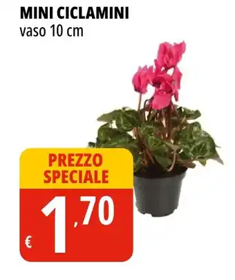 Tigros MINI CICLAMINI vaso 10 cm offerta