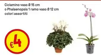 Iper La Grande Ciclamino Vaso O 15 Cm O Phalaenopsis 1 Ramo Vaso O 12 Cm offerta