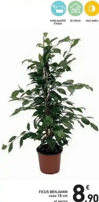 Ficus Benjamin