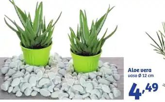Aloe vera