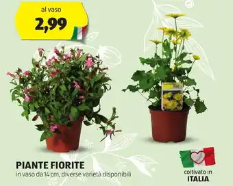 ALDI PIANTE FIORITE in vaso da 14 cm offerta
