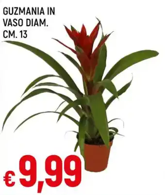 Famila GUZMANIA IN VASO DIAM. CM. 13 offerta