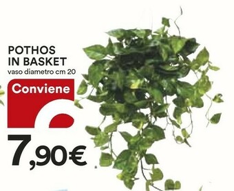 Ipercoop Pothos In Basket offerta