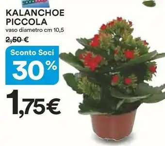 Ipercoop Kalanchoe Piccola offerta