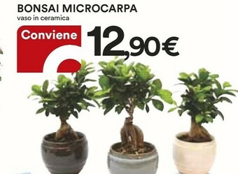 Bonsai Microcarpa