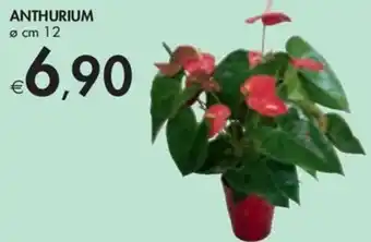 Bennet ANTHURIUM Ø cm 12 offerta