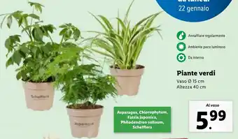 Lidl Piante verdi offerta