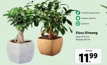 Lidl Ficus Ginseng offerta