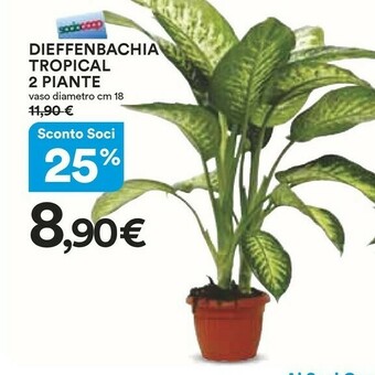 Coop Dieffenbachia Tropical 2 Piante offerta