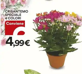 Coop Crisantemo Speciale 4 Colori offerta
