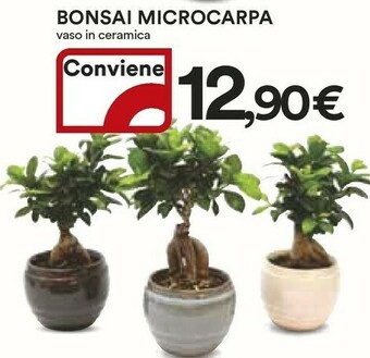 Coop Piante offerta