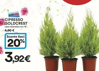 Coop Piante offerta