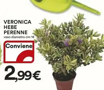 Ipercoop Piante offerta