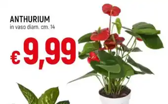 Galassia ANTHURIUM in vaso diam.cm. 14 offerta