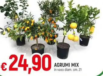 Galassia AGRUMI MIX in vaso diam.cm. 21 offerta