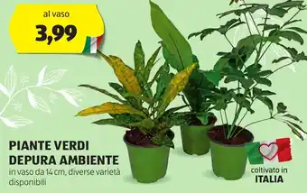 ALDI PIANTE VERDI DEPURA AMBIENTE offerta