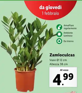 Lidl Zamioculcas Vaso Ø 12 cm Altezza 38 cm offerta