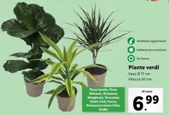 Lidl Piante verdi Vaso Ø 17 cm Altezza 50 cm offerta
