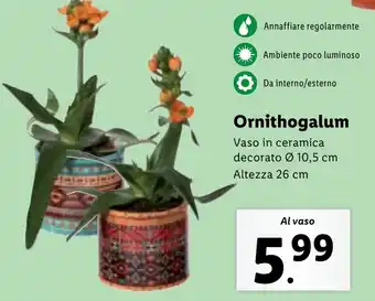 Lidl Ornithogalum Vaso in ceramica decorato Ø 10,5 cm Altezza 26 cm offerta