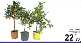 Spazio Conad PIANTE AGRUMI altezza 80-90 cm vaso o 14 cm offerta