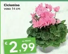Ciclamino