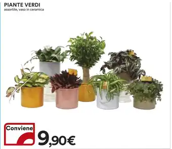 Ipercoop PIANTE VERDI offerta