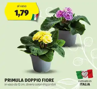 ALDI PRIMULA DOPPIO FIORE in vaso da 12 cm, diversi colori disponibili offerta