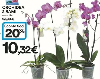 Coop Ipercoop Orchidea 2 Rami offerta