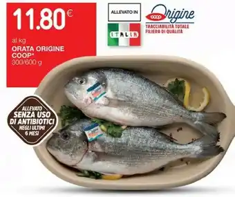Coop Orata