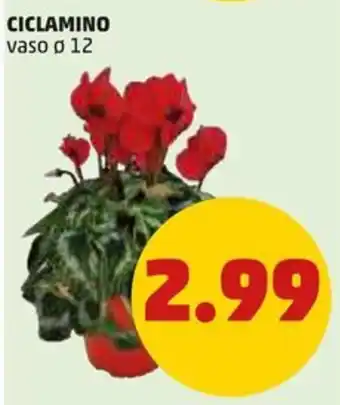 PENNY CICLAMINO vaso o 12 offerta