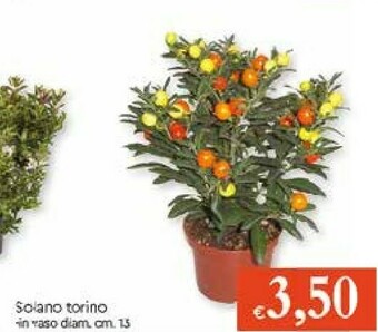 Solano Torino
