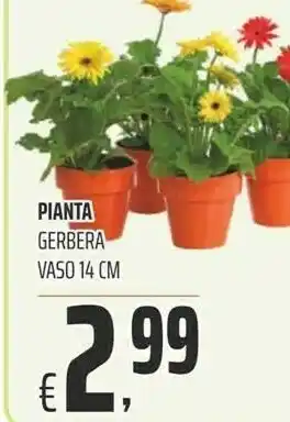 Céréal Pianta Gerbera offerta