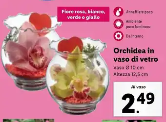 Orchidea in vaso di vetro