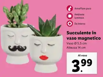 Lidl Succulente in vaso magnetico offerta