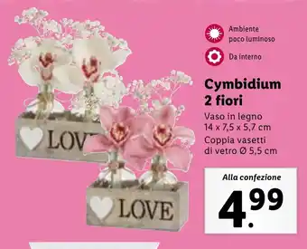 Lidl Cymbidium 2 fiori offerta