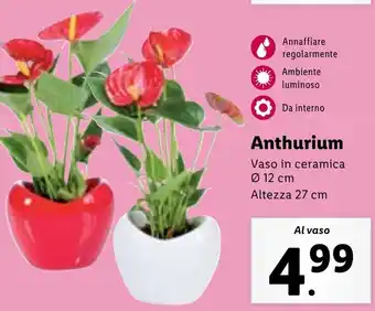 Lidl Anthurium offerta
