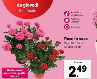 Lidl Rose in vaso offerta