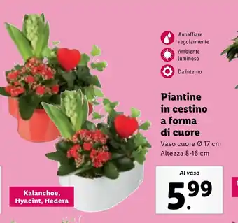 Lidl Piantine in cestino a forma di cuore offerta