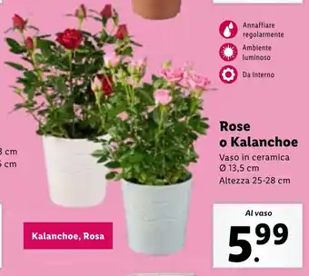 Lidl Rose o Kalanchoe offerta