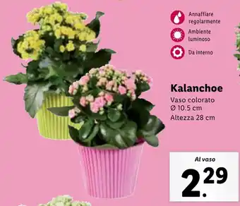 Lidl Kalanchoe offerta