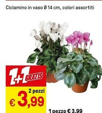 Iper La Grande Ciclamino In Vaso offerta