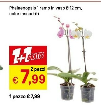 Iper La Grande Phalaenopsis 1 Ramo In Vaso offerta
