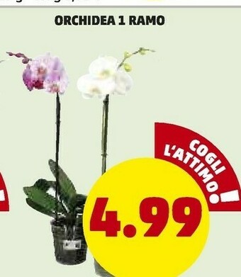 PENNY Orchidea 1 Ramo offerta