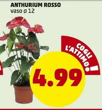 PENNY Anthurium Rosso offerta