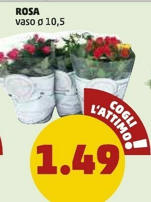 PENNY Rosa Vaso offerta