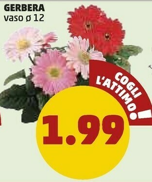 Gerbera