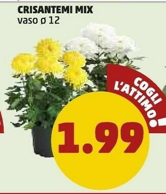 PENNY Crisantemi Mix offerta